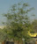 Acacia pravissima 1g