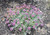 Teucrium majoricum flowers/foliage