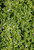 Thymus 'Hartington Silver' foliage