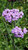 Verbena bonariensis 'Lollipop' flowers close-up