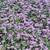 Verbena bonariensis 'Lollipop' flowers