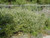 Westringia fruticosa habit/landscape