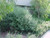 Westringia fruticosa habit/landscape