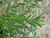 Westringia fruticosa Low Horizon 'WES06' PP24,042 1g