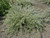 Westringia fruticosa ‘Morning Light’ foliage/habit/landscape