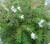 Westringia fruticosa 'Mundi' PPAF 1g