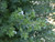 Westringia fruticosa Grey Box 'WES04' PPAF 1g