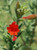 Zauschneria californica (Epilobium canum) flower close-up