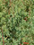 Zauschneria californica (Epilobium canum) foliage