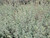 Zauschneria (Epilobium) c. 'Catalina' foliage