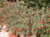 Zauschneria c. latifolia 'Everett’s Choice' (Epilobium) landscape