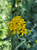 Eriophyllum confertiflorum flowers/flowers close-up