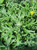 Eriophyllum confertiflorum foliage close-up