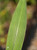 Setaria palmifolia foliage close-up