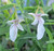 Teucrium glandulosum Cedros Island Germander flowers close-up