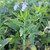 Teucrium glandulosum Cedros Island Germander leaf close-up