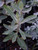 Asclepias eriocarpa foliage/foliage close-up