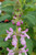 Stachys bullata flower close-up