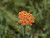 Achillea millefolium 'Fireland' flowers close-up
