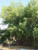 Salix gooddingii 1g