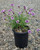 Verbena lilacina 'De la Mina' habit