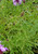 Verbena lilacina 'De la Mina' foliage