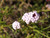 Verbena lilacina 'Paseo Rancho' flowers close-up