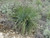 Yucca whipplei foliage/landscape/habit
