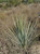 Yucca whipplei foliage/landscape/habit