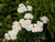 Achillea millefolium 'Sonoma Coast' flowers close-up