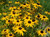 Rudbeckia f. var. sullivantii 'Goldsturm' flowers