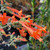 Zauschneria (Epilobium) c. 'Bert's Bluff' flower close-up