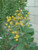 Heteromeles arbutifolia ‘Davis Gold’ berries