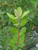 Heteromeles arbutifolia ‘Davis Gold’ foliage close-up