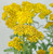 Achillea t. 'Moonshine' 4"