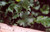 Heuchera 'Canyon Chimes' foliage close-up
