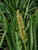 Lomandra longifolia flower close-up