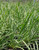 Lomandra longifolia foliage close-up