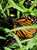Asclepias fascicularis foliage and monarch