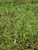 Asclepias fascicularis foliage