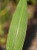 Setaria palmifolia foliage close-up