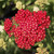 Achillea m. 'Balvinred' New Vintage Red flower close-up