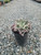Echeveria 'Dick's Pink' foliage/habit