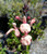 Salvia microphylla x Heatwave™ Blast flowers close-up