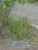 Sisyrinchium bellum landscape/habit