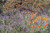 Sisyrinchium bellum landscape/habit