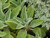 Stachys byzantina 'Helene von Stein' foliage close-up