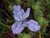 Iris 'Pacific Coast Hybrid' flower