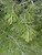 Adenanthos drummondii foliage