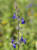 Salvia chamaedryoides 'Marine Blue' flowers close-up